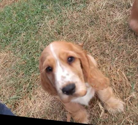 Cocker Spaniel puppy for sale by SPANRIEVER