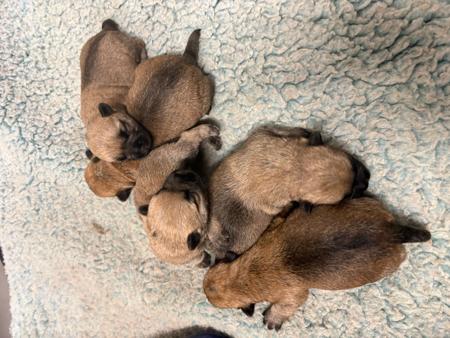 Cairn Terrier puppy for sale by FFORTUNA 