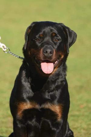 Rottweiler Puppies for Sale