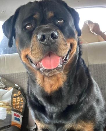 Rottweiler Puppies for Sale