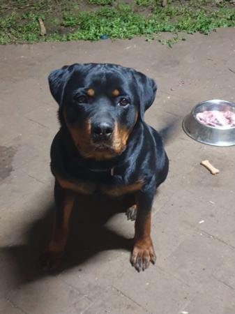 Mature Rottweiler for Sale in Australia