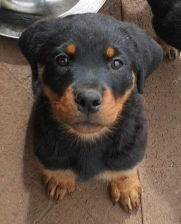 Rottweiler Puppies for Sale in Australia