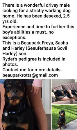 Rottweiler puppy for sale by BEAUPARK
