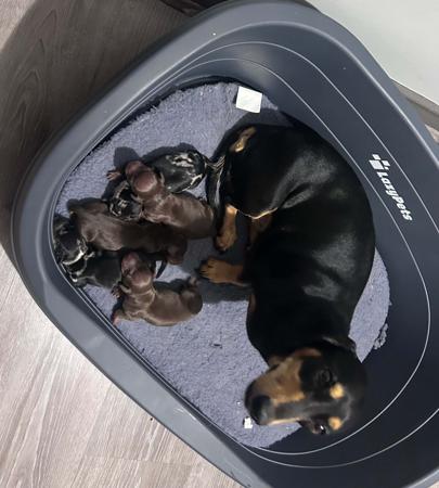 Dachshund (Miniature Smooth Haired) for sale by HAYBELIN