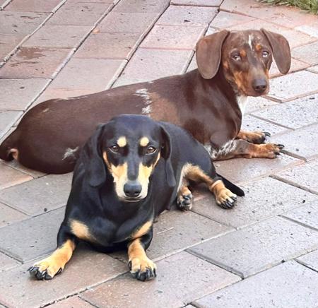 Dachshund (Miniature Smooth Haired) for sale by HAYBELIN