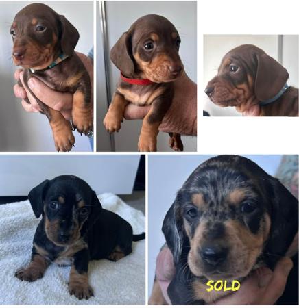 Dachshund (Miniature Smooth Haired) for sale by HAYBELIN