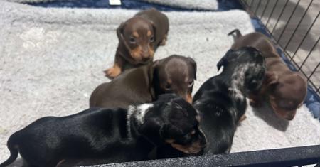 Dachshund (Miniature Smooth Haired) for sale by HAYBELIN