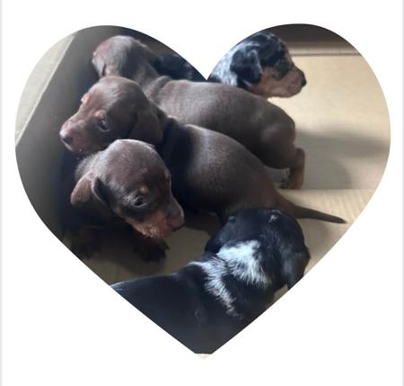 Dachshund (Miniature Smooth Haired) for sale by HAYBELIN