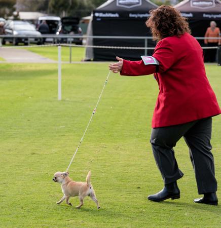 Chihuahua (Smooth Coat) for sale by ROXBUD