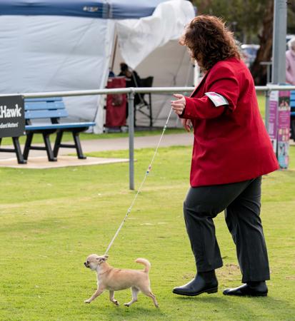 Chihuahua (Smooth Coat) for sale by ROXBUD