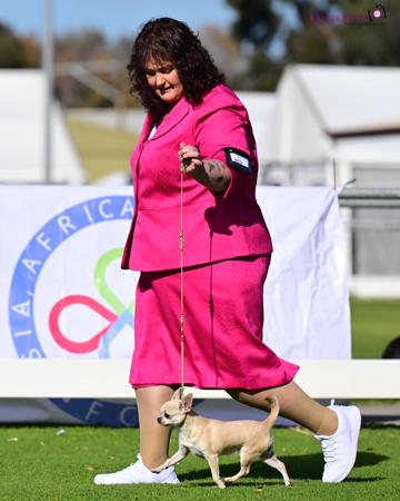 Chihuahua (Smooth Coat) for sale by ROXBUD