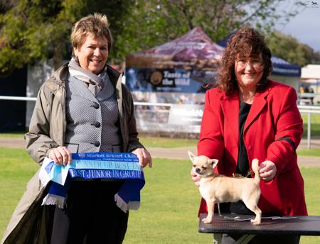 Chihuahua (Smooth Coat) for sale by ROXBUD