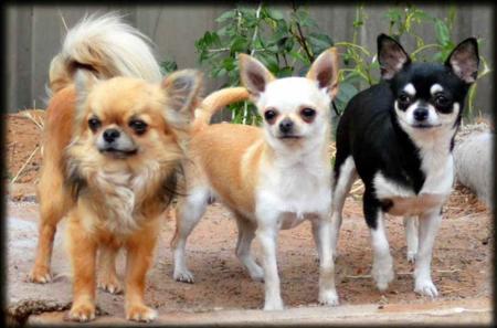 Chihuahua (Smooth Coat) for sale by ROXBUD