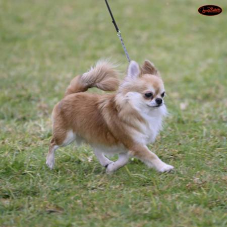 Chihuahua (Long Coat) for sale by ROXBUD