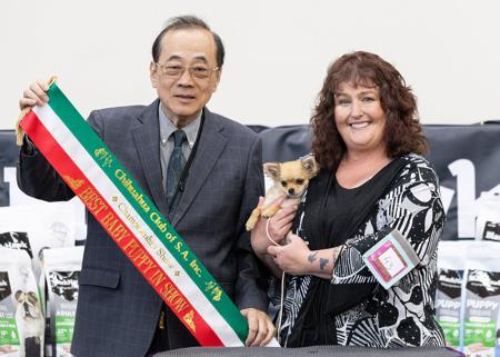 Chihuahua (Long Coat) for sale by ROXBUD