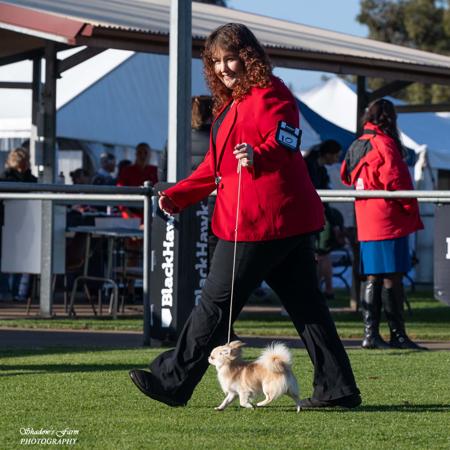 Chihuahua (Long Coat) for sale by ROXBUD