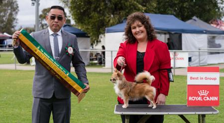 Chihuahua (Long Coat) for sale by ROXBUD