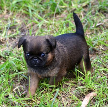 Griffon Bruxellois puppy for sale by ROXBUD