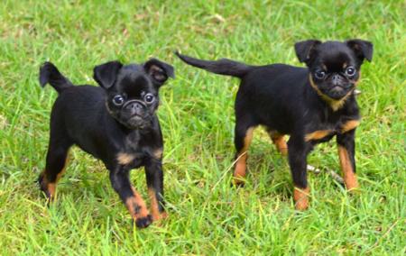 Griffon Bruxellois puppy for sale by ROXBUD
