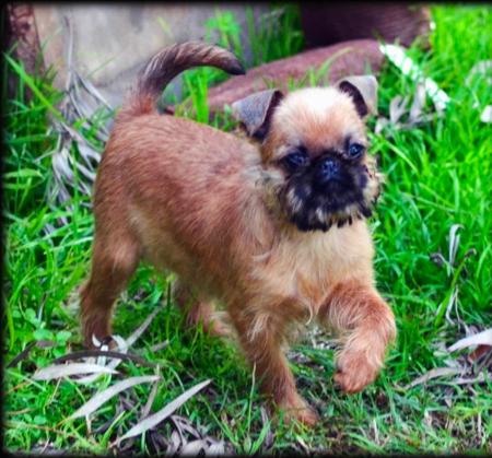 Roxbud Now Or Never Griffon Bruxellois