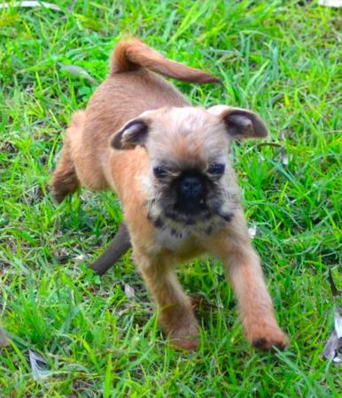 Roxbud Loud N Proud Griffon Bruxellois