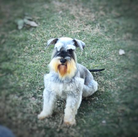 Schnauzer (Miniature) for sale by EMRIK