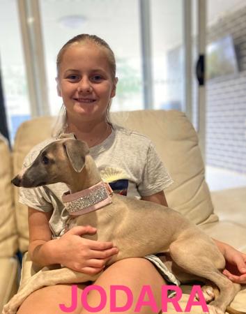 Whippet for sale by JODARA