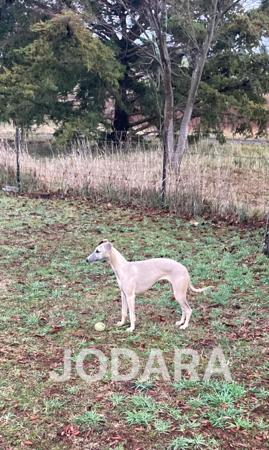 Whippet for sale by JODARA