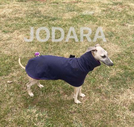 Whippet for sale by JODARA