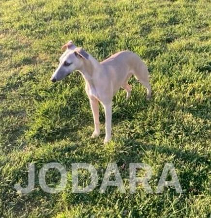 Whippet for sale by JODARA