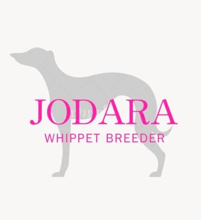 Whippet for sale by JODIECAVALIERS