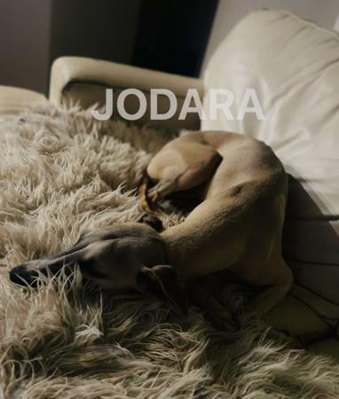 Whippet for sale by JODARA