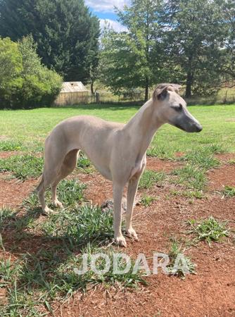 Whippet for sale by JODARA
