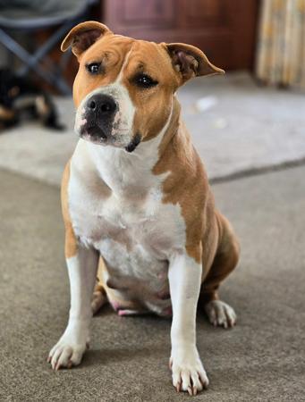 American Staffordshire Terrier for sale by LUNASTORM