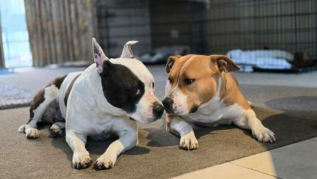 American Staffordshire Terrier for sale by LUNASTORM