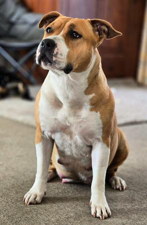 American Staffordshire Terrier for sale by LUNASTORM
