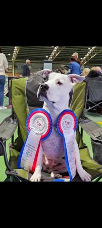 American Staffordshire Terrier for sale by LUNASTORM