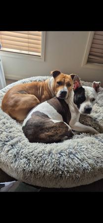 American Staffordshire Terrier for sale by LUNASTORM