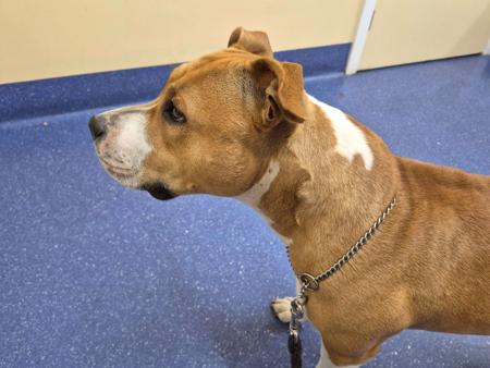 American Staffordshire Terrier for sale by LUNASTORM