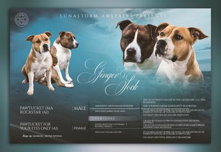 American Staffordshire Terrier for sale by KSORRELL