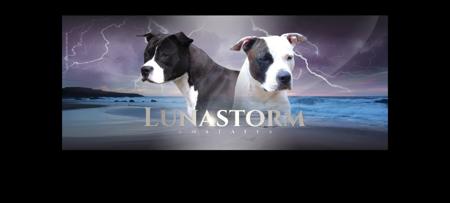 American Staffordshire Terrier for sale by LUNASTORM
