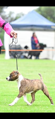 American Staffordshire Terrier for sale by KSORRELL