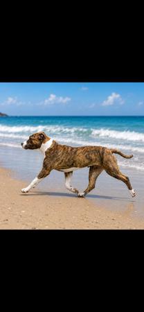 Lunastorm Dragon Queen American Staffordshire Terrier