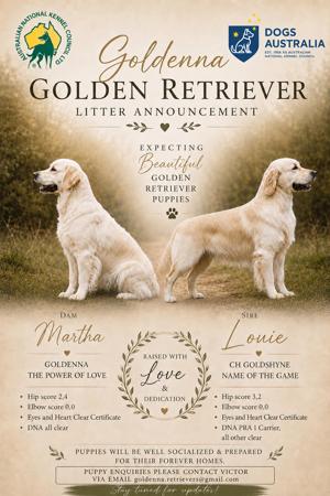 Golden Retriever puppy for sale by GOLDENNA