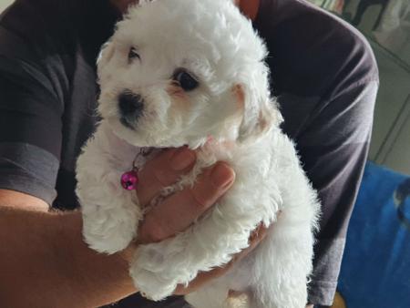 Bichon Frise puppy for sale by HAPPYDOGIAM