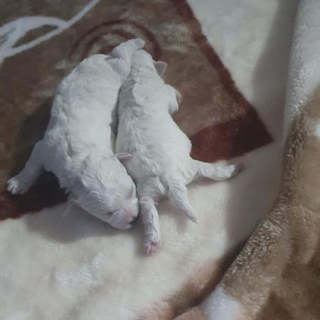 Bichon Frise puppy for sale by HAPPYDOGIAM