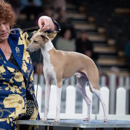 Italian Greyhound puppy for sale by BUFFY