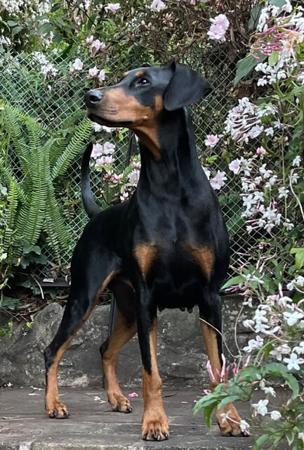 Dobermann for sale by ENGELHUETTE