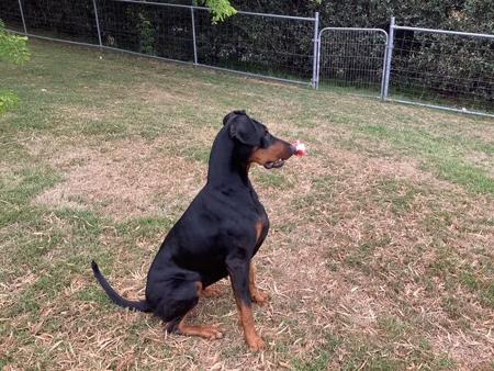 Dobermann for sale by ENGELHUETTE
