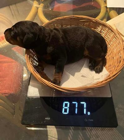 Dobermann for sale by ENGELHUETTE